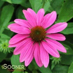 POW WOW® WILD BERRY CONEFLOWER -Sooner Plant Farm Shop DETA 2502