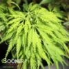 FILIGREE WEEPING JAPANESE MAPLE -Sooner Plant Farm Shop DETA 2523