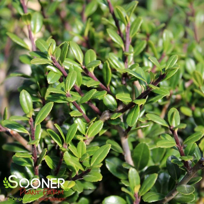 PATTI O BOX® JAPANESE HOLLY 3 PATTI O BOX® JAPANESE HOLLY