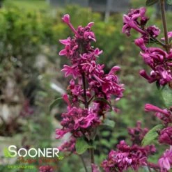BLOOMERANG® DARK PURPLE LILAC -Sooner Plant Farm Shop DETA 2592
