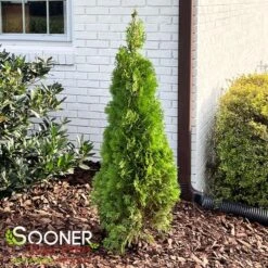 NORTH POLE® ARBORVITAE 9 NORTH POLE® ARBORVITAE -Sooner Plant Farm Shop DETA 2595