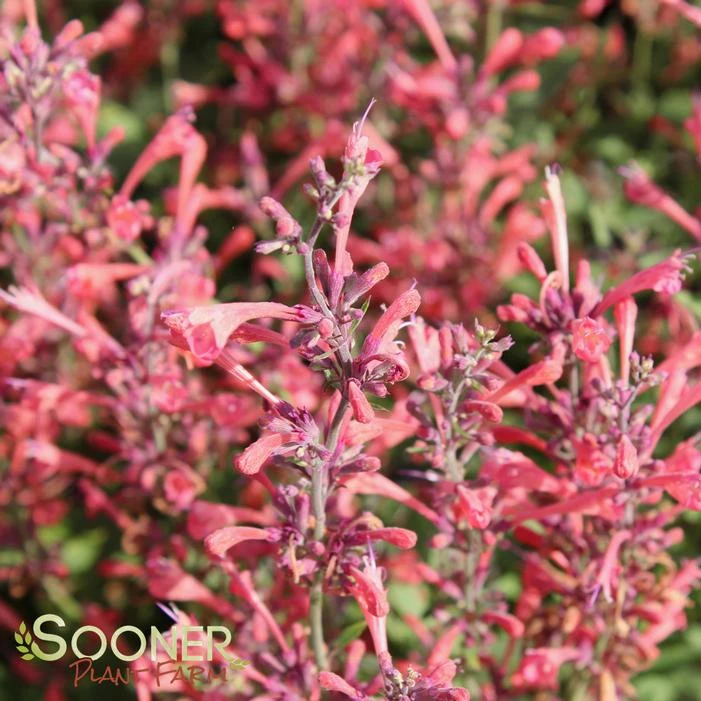 KUDOS™ CORAL HYSSOP 4 KUDOS™ CORAL HYSSOP - Image 2