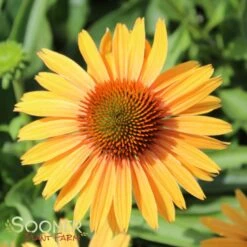 BIG KAHUNA CONEFLOWER