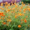 FIRE STORM GEUM -Sooner Plant Farm Shop DETA 2612