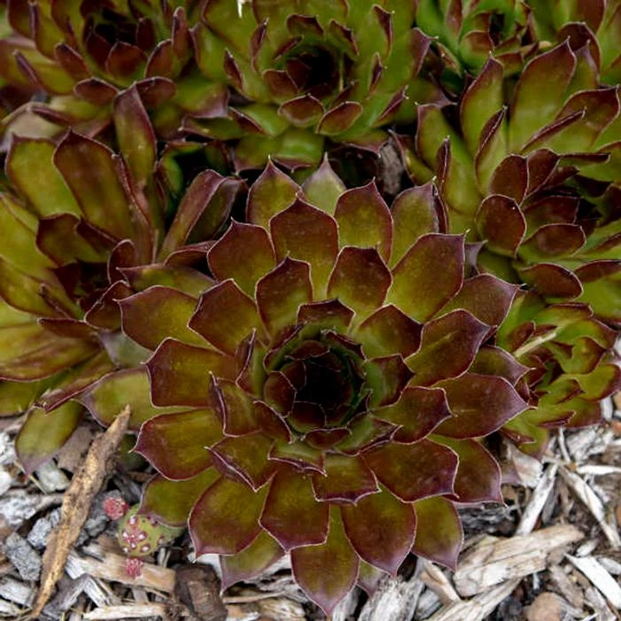 BLACK HENS & CHICKS 3 BLACK HENS & CHICKS