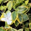 SILVER AND GOLD VINCA 1 SILVER AND GOLD VINCA -Sooner Plant Farm Shop DETA 2637