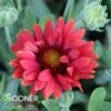 ARIZONA RED SHADES BLANKET FLOWER -Sooner Plant Farm Shop DETA 2653