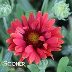 ARIZONA RED SHADES BLANKET FLOWER