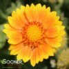 ARIZONA APRICOT BLANKET FLOWER -Sooner Plant Farm Shop DETA 2654