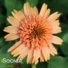 SUPREME™ CANTALOUPE CONEFLOWER -Sooner Plant Farm Shop DETA 2678