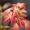 SHERWOOD ELFIN DWARF WEEPING JAPANESE MAPLE -Sooner Plant Farm Shop DETA 2690