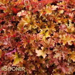 ZIPPER CORAL BELLS -Sooner Plant Farm Shop DETA 2698
