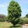 LINDSEY'S SKYWARD™ BALD CYPRESS -Sooner Plant Farm Shop DETA 2703