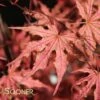 OLSEN'S FROSTED STRAWBERRY UPRIGHT JAPANESE MAPLE -Sooner Plant Farm Shop DETA 2714