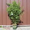 HARDY CLUMPING BAMBOO -Sooner Plant Farm Shop DETA 2733