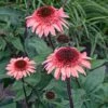 RASPBERRY TRUFFLE™ CONEFLOWER -Sooner Plant Farm Shop DETA 2748