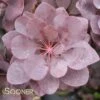 PURPLE SUPREME SMOKETREE -Sooner Plant Farm Shop DETA 2749