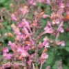 KUDOS™ AMBROSIA HYSSOP -Sooner Plant Farm Shop DETA 2754