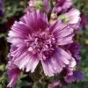 QUEENY PURPLE HOLLYHOCK -Sooner Plant Farm Shop DETA 2763
