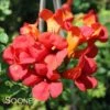 SUMMER JAZZ™ FIRE TRUMPET VINE -Sooner Plant Farm Shop DETA 2816