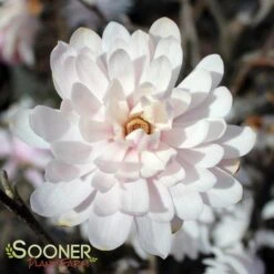 CENTENNIAL BLUSH™ STAR MAGNOLIA -Sooner Plant Farm Shop DETA 2849