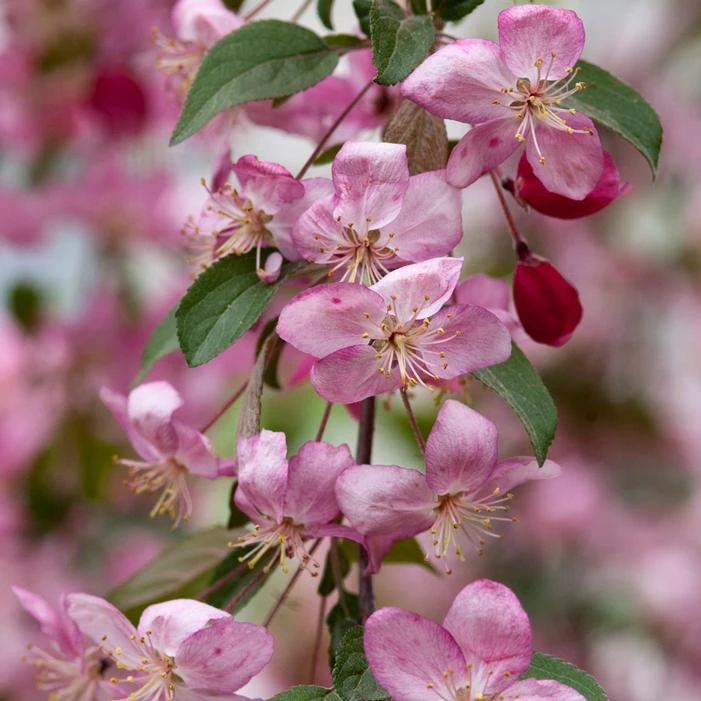 RUBY TEARS™ WEEPING CRABAPPLE 3 RUBY TEARS™ WEEPING CRABAPPLE