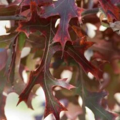 MAJESTIC SKIES™ NORTHERN PIN OAK -Sooner Plant Farm Shop DETA 2862