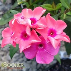CORAL CRÈME DROP™ GARDEN PHLOX -Sooner Plant Farm Shop DETA 2868