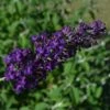 GROOVY GRAPE™ BUTTERFLY BUSH -Sooner Plant Farm Shop DETA 2901