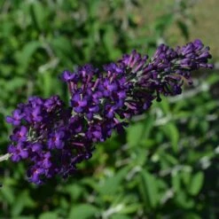 GROOVY GRAPE™ BUTTERFLY BUSH