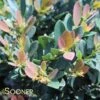 COPPERTONE™ DISTYLIUM -Sooner Plant Farm Shop DETA 2904