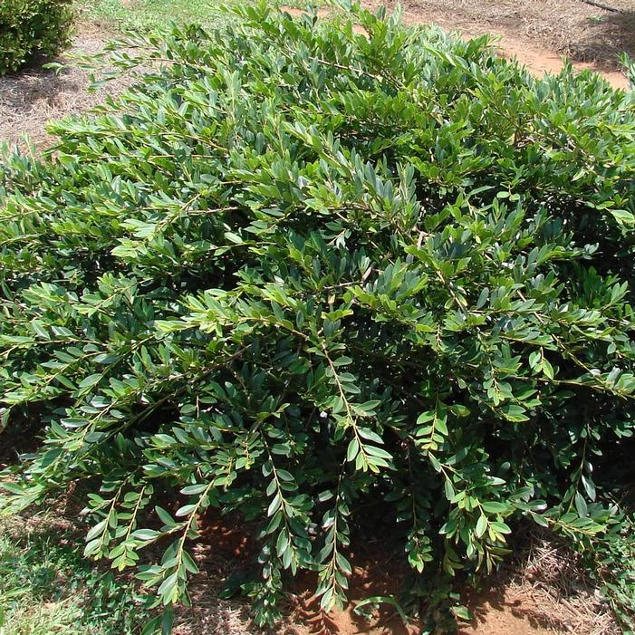 VINTAGE JADE DISTYLIUM 5 VINTAGE JADE DISTYLIUM - Image 3