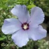 HAWAII™ ALTHEA -Sooner Plant Farm Shop DETA 2910