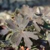 ESPRESSO WILD GERANIUM 2 ESPRESSO WILD GERANIUM -Sooner Plant Farm Shop DETA 2927