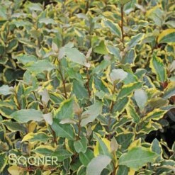 OLIVE MARTINI™ ELAEAGNUS -Sooner Plant Farm Shop DETA 2968