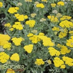 MOONSHINE YARROW 5 MOONSHINE YARROW -Sooner Plant Farm Shop DETA 298