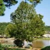 ROCKFORD ROAD™ PLANETREE -Sooner Plant Farm Shop DETA 2986