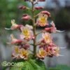 FORT MCNAIR HORSE CHESTNUT -Sooner Plant Farm Shop DETA 2998