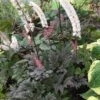 BRUNETTE BUGBANE -Sooner Plant Farm Shop DETA 3017