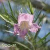 CONCHAS DAM PINK DESERT WILLOW -Sooner Plant Farm Shop DETA 3026