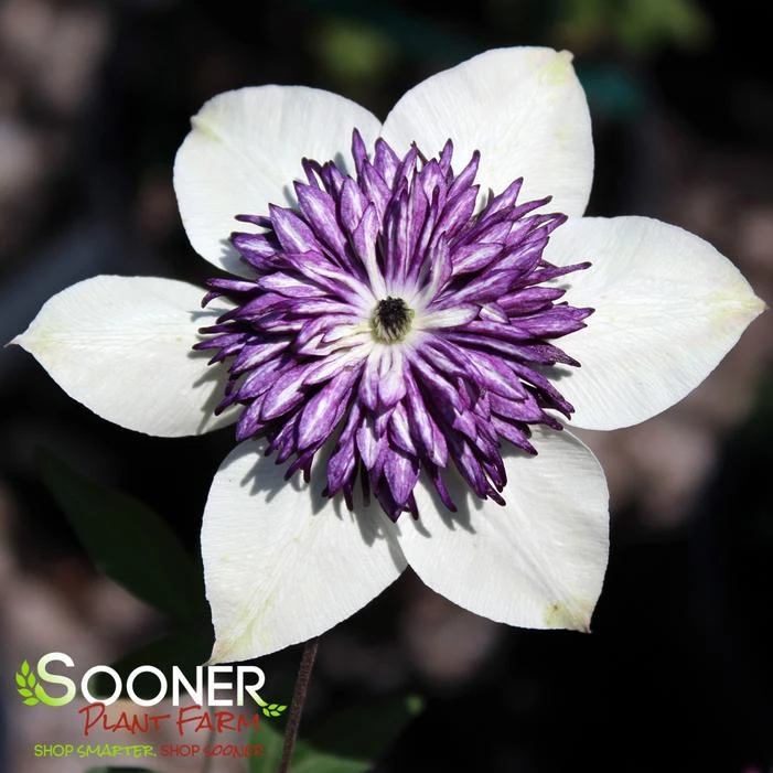 FLORIDA SIEBOLDII CLEMATIS 3 FLORIDA SIEBOLDII CLEMATIS
