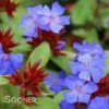 BLUE PLUMBAGO -Sooner Plant Farm Shop DETA 304