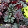 DARK SECRET CORAL BELLS 2 DARK SECRET CORAL BELLS -Sooner Plant Farm Shop DETA 3049