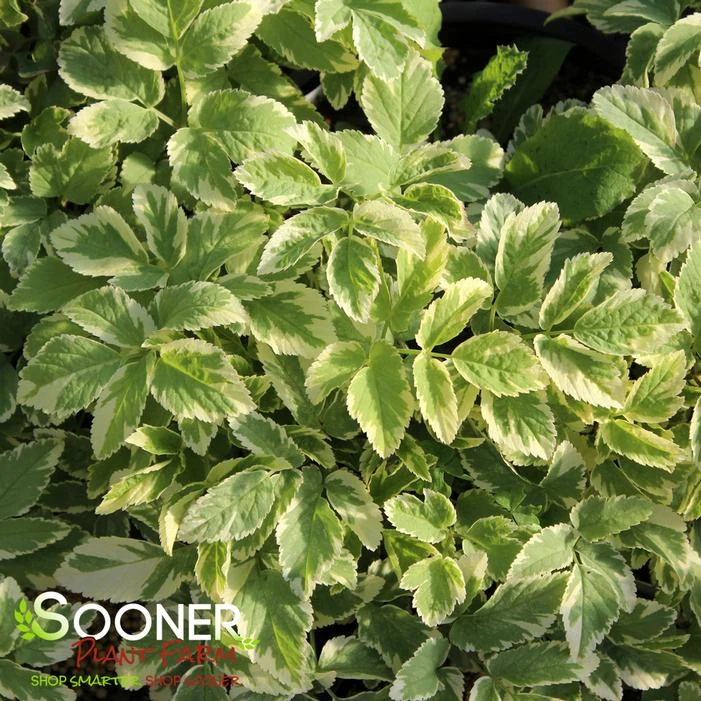 BISHOP'S WEED 4 BISHOP'S WEED - Image 2