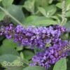 LO & BEHOLD® BLUE CHIP JR. BUTTERFLY BUSH -Sooner Plant Farm Shop DETA 3061