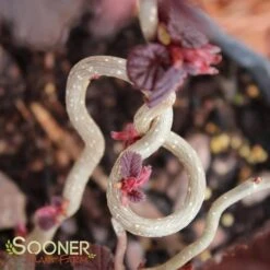 RED DRAGON CONTORTED FILBERT -Sooner Plant Farm Shop DETA 3068
