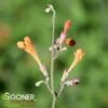 CORONADO® HYSSOP 2 CORONADO® HYSSOP -Sooner Plant Farm Shop DETA 308