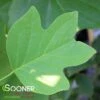 ARNOLD COLUMNAR TULIP TREE -Sooner Plant Farm Shop DETA 3084