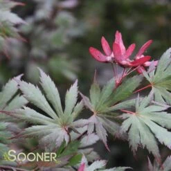 New Arrival -Sooner Plant Farm Shop DETA 3096