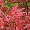 MIKAZUKI UPRIGHT JAPANESE MAPLE -Sooner Plant Farm Shop DETA 3098
